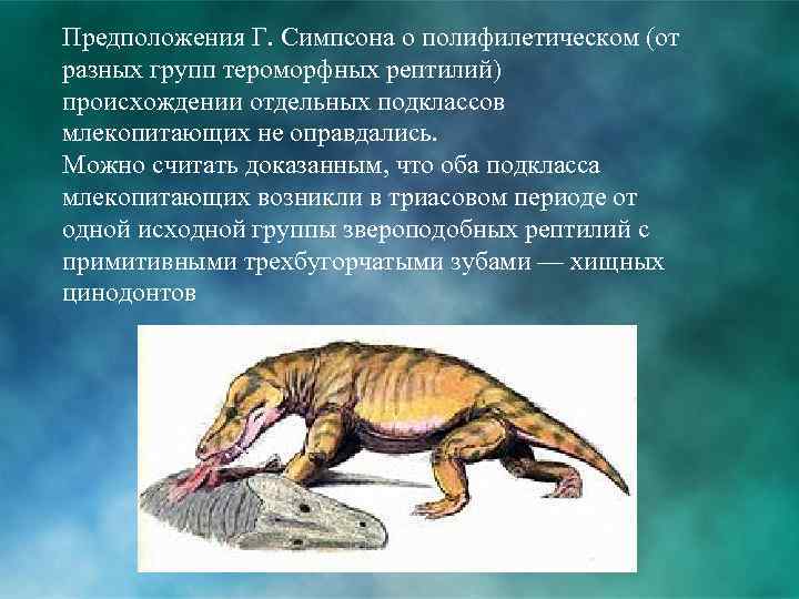 Предположения Г. Симпсона о полифилетическом (от разных групп тероморфных рептилий) происхождении отдельных подклассов млекопитающих