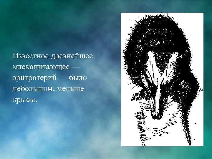 Известное древнейшее млекопитающее — эритротерий — было небольшим, меньше крысы. 