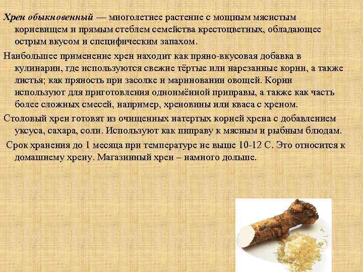 Хрен обыкновенный — многолетнее растение с мощным мясистым корневищем и прямым стеблем семейства крестоцветных,