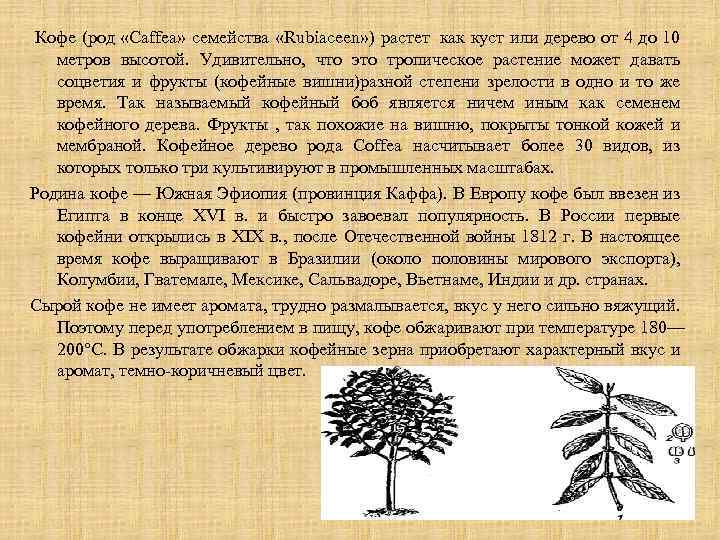  Кофе (род «Caffea» семейства «Rubiaceen» ) растет как куст или дерево от 4