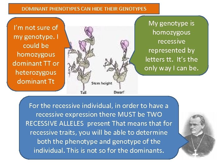 DOMINANT PHENOTYPES CAN HIDE THEIR GENOTYPES I’m not sure of my genotype. I could