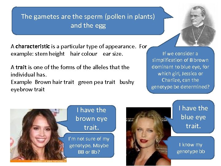 The gametes are the sperm (pollen in plants) and the egg A characteristic is