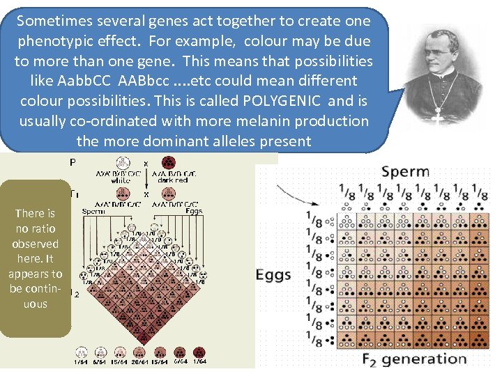 Sometimes several genes act together to create one phenotypic effect. For example, colour may