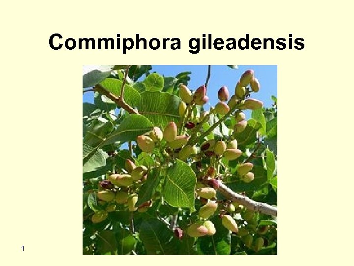 Commiphora gileadensis 1 