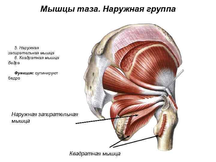 Мышцы таза. Наружная группа 5. Наружная запирательная мышца 6. Квадратная мышца бедра Функция: супинируют