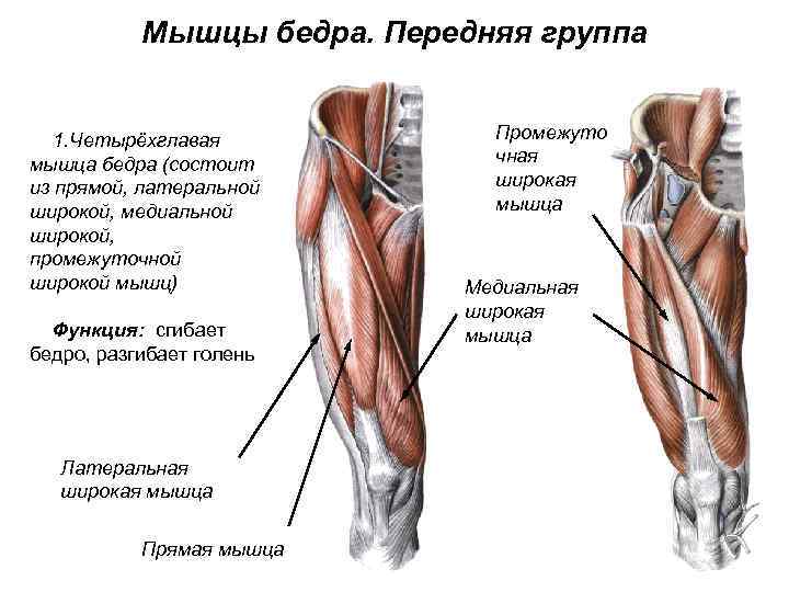 Мышцы бедра. Передняя группа 1. Четырёхглавая мышца бедра (состоит из прямой, латеральной широкой, медиальной