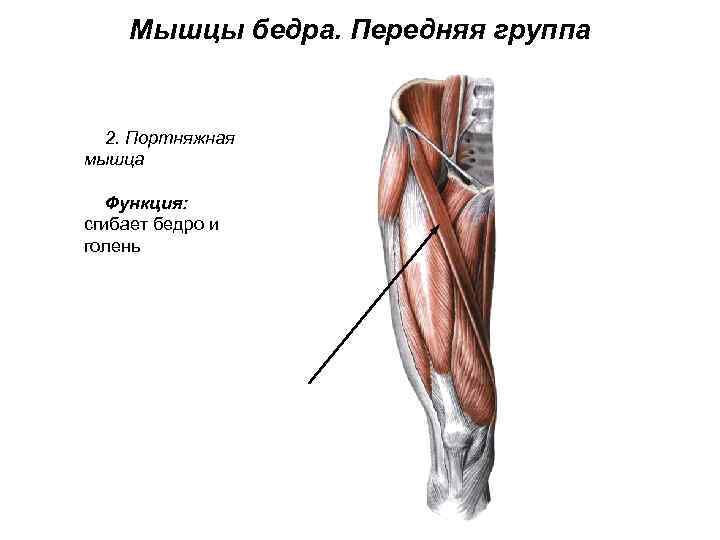 Мышцы бедра. Передняя группа 2. Портняжная мышца Функция: сгибает бедро и голень 