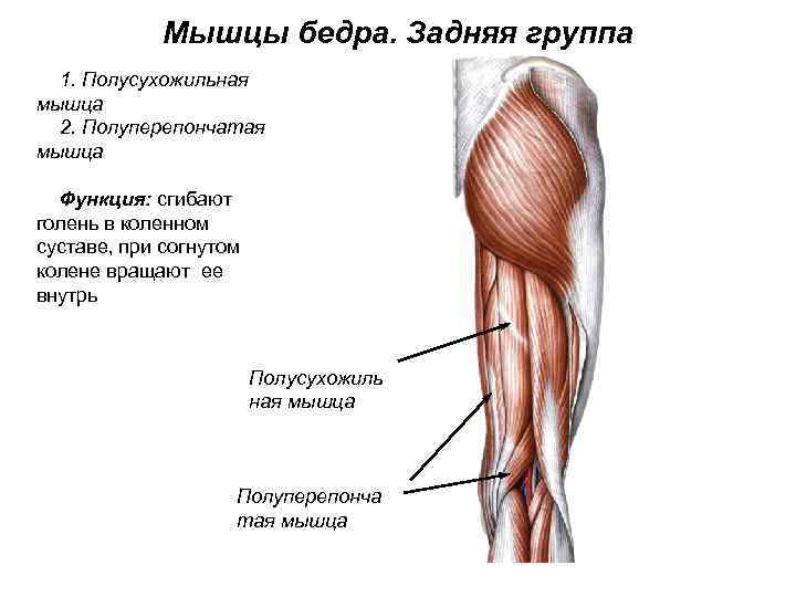 Мышцы бедра. Задняя группа 1. Полусухожильная мышца 2. Полуперепончатая мышца Функция: сгибают голень в