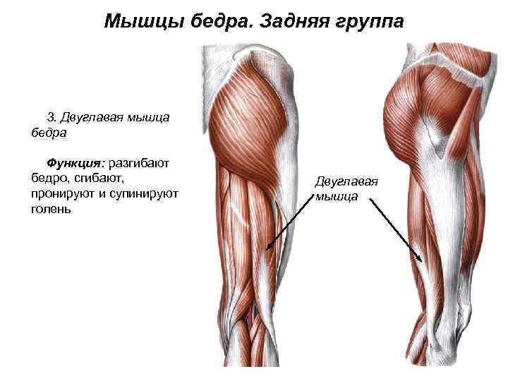 Мышцы бедра. Задняя группа 3. Двуглавая мышца бедра Функция: разгибают бедро, сгибают, пронируют и