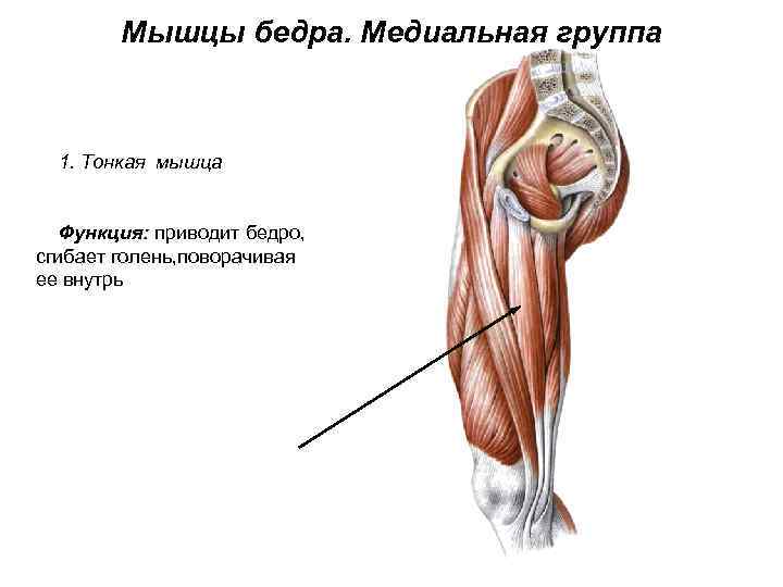 Мышцы бедра. Медиальная группа 1. Тонкая мышца Функция: приводит бедро, сгибает голень, поворачивая ее