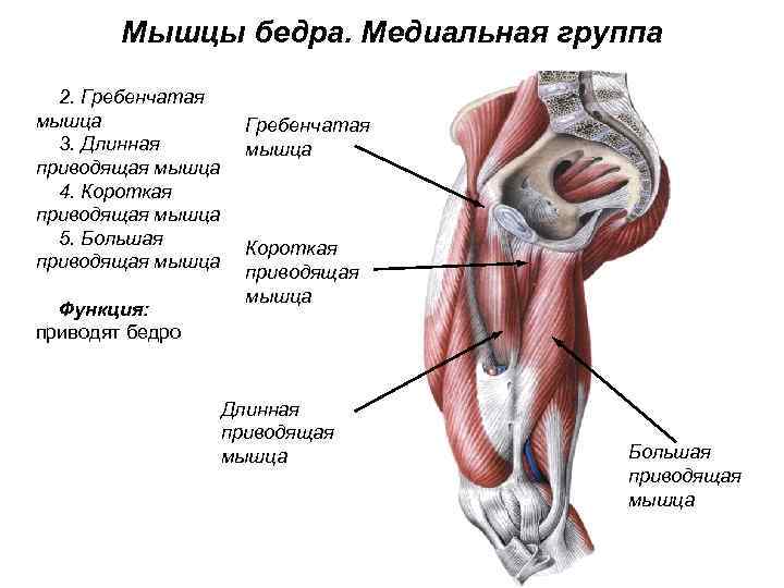 Мышцы бедра. Медиальная группа 2. Гребенчатая мышца 3. Длинная приводящая мышца 4. Короткая приводящая