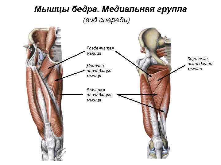 Мышцы бедра. Медиальная группа (вид спереди) Гребенчатая мышца Длинная приводящая мышца Большая приводящая мышца