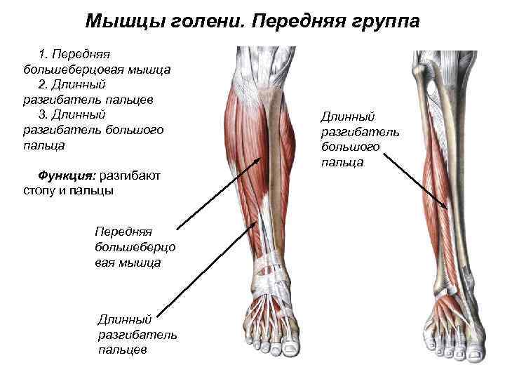 Мышцы голени. Передняя группа 1. Передняя большеберцовая мышца 2. Длинный разгибатель пальцев 3. Длинный