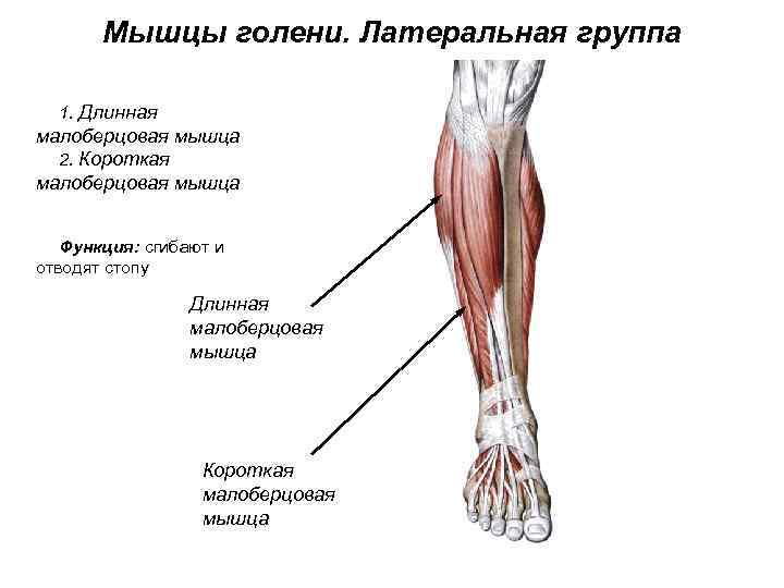 Мышцы голени. Латеральная группа 1. Длинная малоберцовая мышца 2. Короткая малоберцовая мышца Функция: сгибают