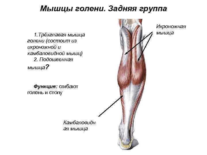 Мышцы голени. Задняя группа 1. Трёхглавая мышца голени (состоит из икроножной и камбаловидной мышц)