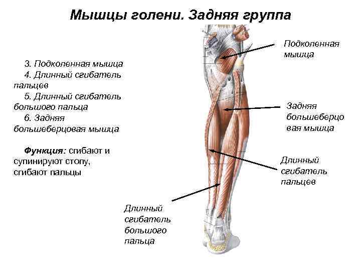 Мышцы голени. Задняя группа Подколенная мышца 3. Подколенная мышца 4. Длинный сгибатель пальцев 5.