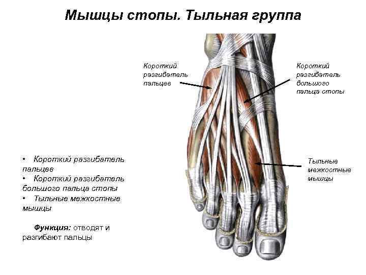 Мышцы стопы. Тыльная группа Короткий разгибатель пальцев • Короткий разгибатель пальцев • Короткий разгибатель