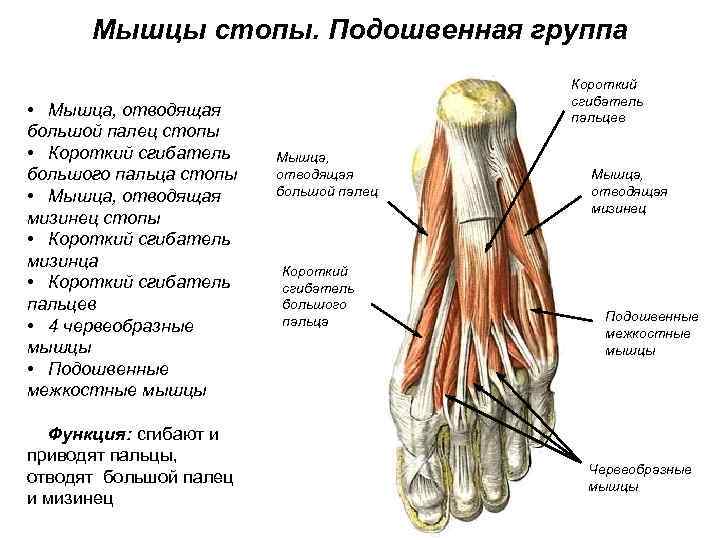 Мышцы стопы. Подошвенная группа • Мышца, отводящая большой палец стопы • Короткий сгибатель большого