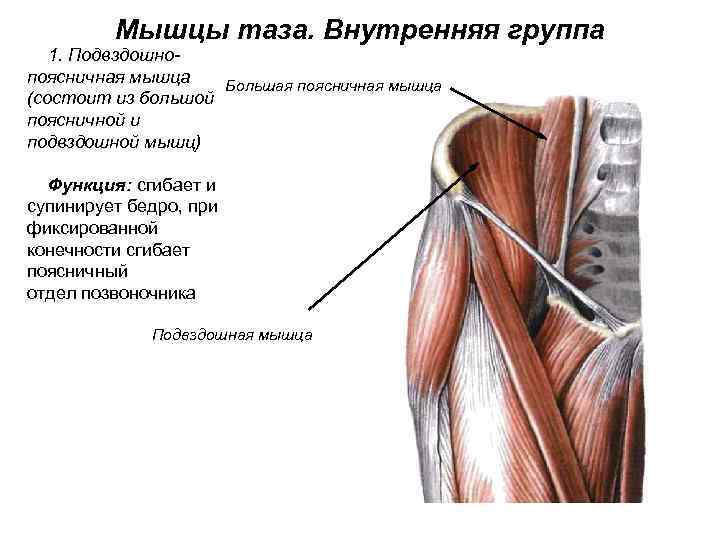 Мышцы таза. Внутренняя группа 1. Подвздошнопоясничная мышца Большая поясничная мышца (состоит из большой поясничной