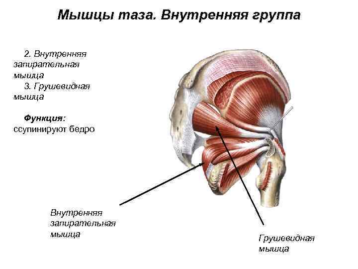 Мышцы таза. Внутренняя группа 2. Внутренняя запирательная мышца 3. Грушевидная мышца Функция: ссупинируют бедро