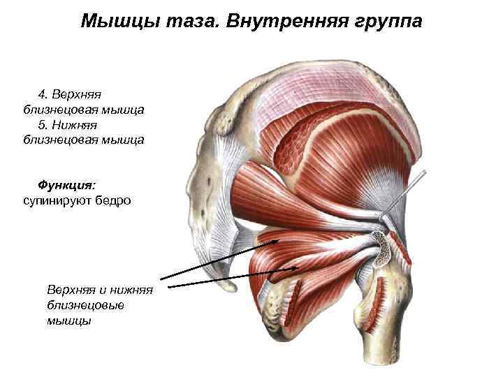 Мышцы таза. Внутренняя группа 4. Верхняя близнецовая мышца 5. Нижняя близнецовая мышца Функция: супинируют