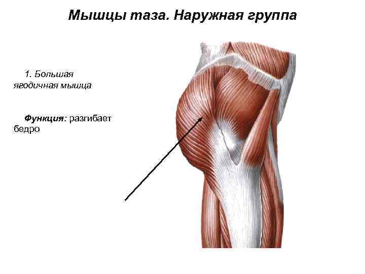 Мышцы таза. Наружная группа 1. Большая ягодичная мышца Функция: разгибает бедро 