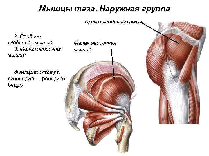 Мышцы таза. Наружная группа Средняя ягодичная мышца 2. Средняя ягодичная мышца 3. Малая ягодичная