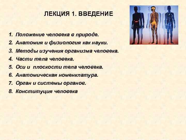 Высокое положение человека. Положение человека в природе. Положение человека в природе анатомия. Положение человека в природе анатомия и физиология. Положение человека в природе таблица.