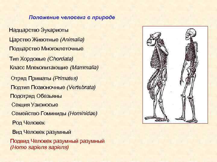 Характеристика положения человека