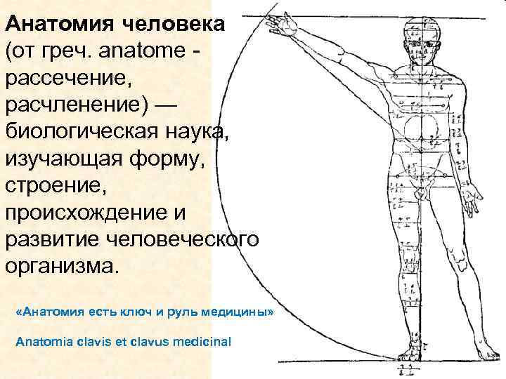 Есть анатомия. Принципы организации человеческого тела анатомия. Расчленение человеческого тела. Анатомия человека с расчленением. Схема расчленения человека.