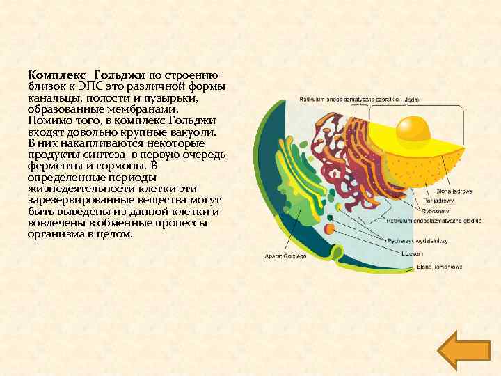 Эндоплазматическая сеть комплекс гольджи. Строение и функции эндоплазматической сети и аппарата Гольджи. ЭПС комплекс Гольджи лизосомы. ЭПС И комплекс Гольджи в клетке. Комплекс Гольджи и ЭПС функции.