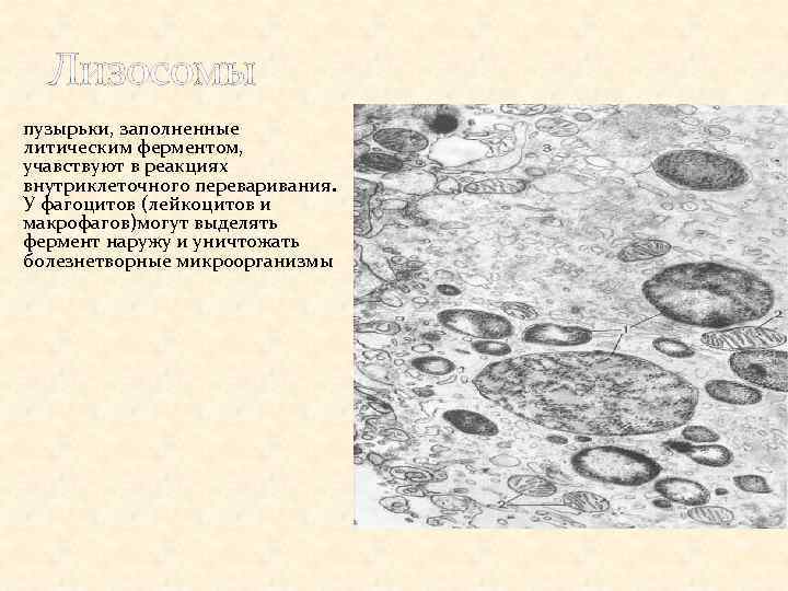 Лизосомы пузырьки, заполненные литическим ферментом, учавствуют в реакциях внутриклеточного переваривания. У фагоцитов (лейкоцитов и