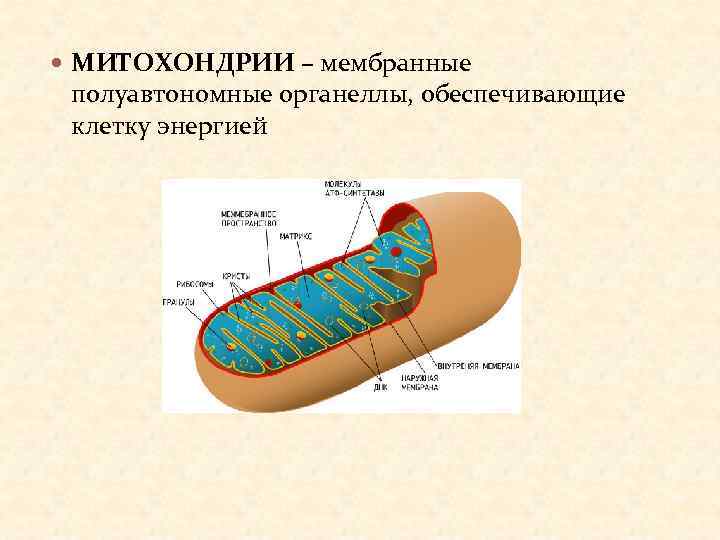 Каким номером обозначен рисунок клетки содержащей два типа полуавтономных органелл