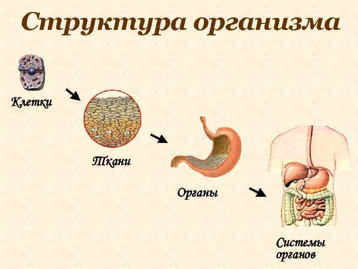 Структура организма Клетки Ткани Органы Системы органов 