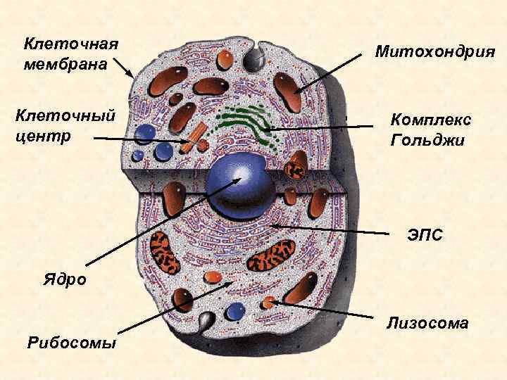 Клеточная мембрана Клеточный центр Митохондрия Комплекс Гольджи ЭПС Ядро Лизосома Рибосомы 