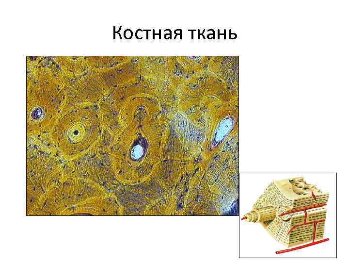 Соединительная костная ткань рисунок