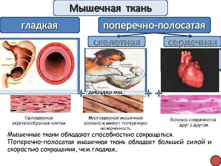 Мышечная ткань гладкая входят в состав стенок кишечника, кровеносных сосудов, дыхательных путей, выделительных и