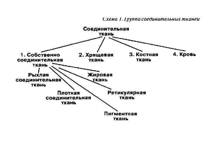 Соединительная ткань схема