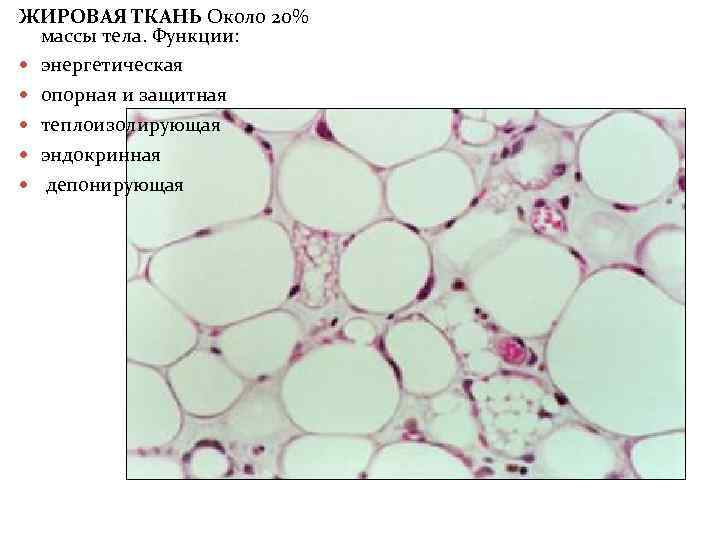 ЖИРОВАЯ ТКАНЬ Около 20% массы тела. Функции: энергетическая опорная и защитная теплоизолирующая эндокринная депонирующая