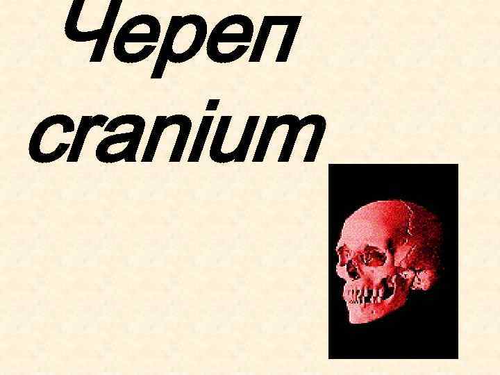 Череп cranium 