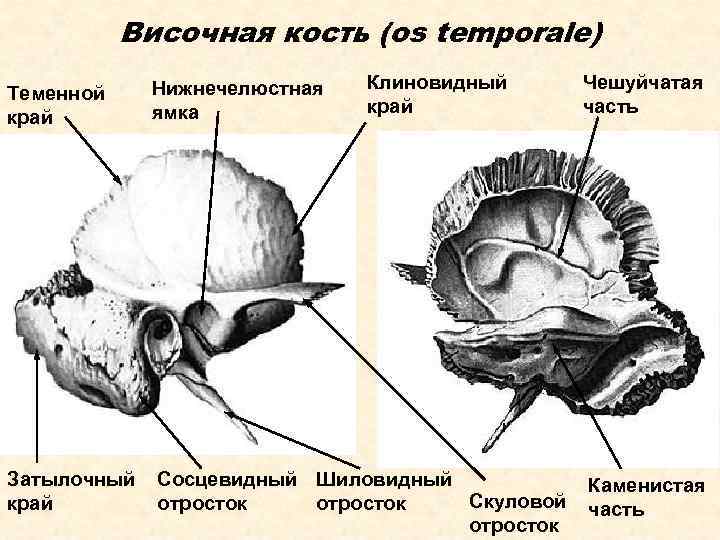 Височная кость (os temporale) Клиновидный край Теменной край Нижнечелюстная ямка Затылочный край Сосцевидный Шиловидный