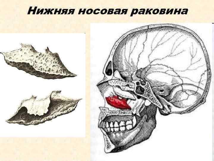 Нижняя носовая раковина 