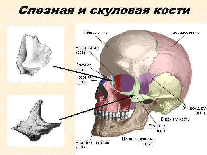 Слезная и скуловая кости 