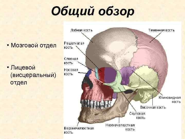 Общий обзор • Мозговой отдел • Лицевой (висцеральный) отдел 