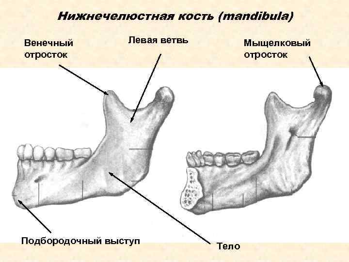 Нижнечелюстная кость (mandibula) Венечный отросток Левая ветвь Подбородочный выступ Мыщелковый отросток Тело 