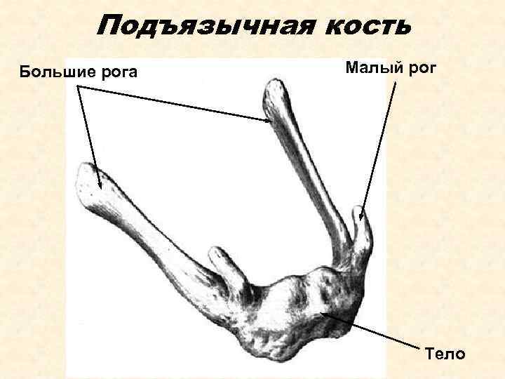 Подъязычная кость Большие рога Малый рог Тело 