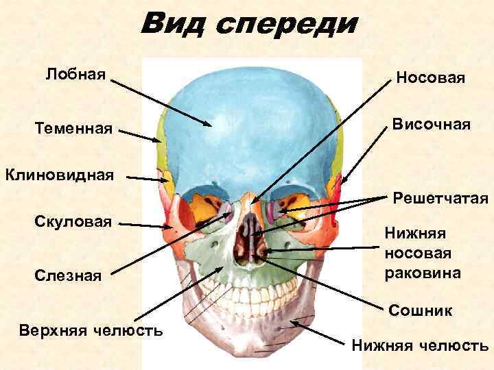 Вид спереди Лобная Носовая Теменная Височная Клиновидная Решетчатая Скуловая Слезная Нижняя носовая раковина Сошник