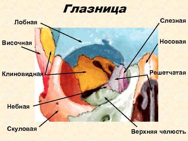 Глазница Лобная Височная Клиновидная Слезная Носовая Решетчатая Небная Скуловая Верхняя челюсть 