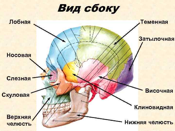 Вид сбоку Лобная Теменная Затылочная Носовая Слезная Скуловая Височная Клиновидная Верхняя челюсть Нижняя челюсть