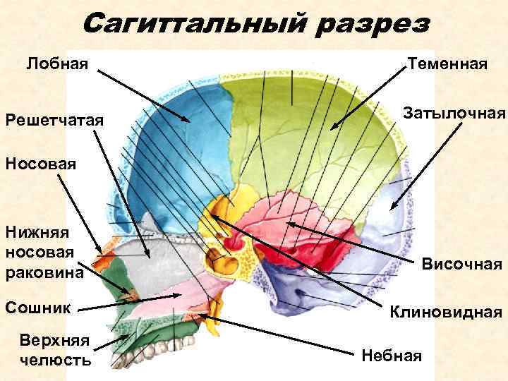 Сагиттальный разрез Лобная Решетчатая Теменная Затылочная Носовая Нижняя носовая раковина Сошник Верхняя челюсть Височная